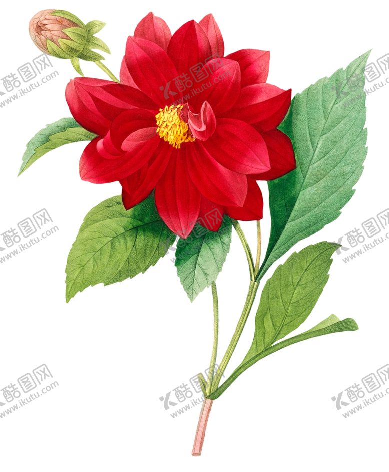 编号：18029002201655158097【酷图网】源文件下载-手绘花草植物素材图片