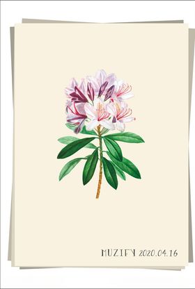 粉红杜鹃花植物图鉴