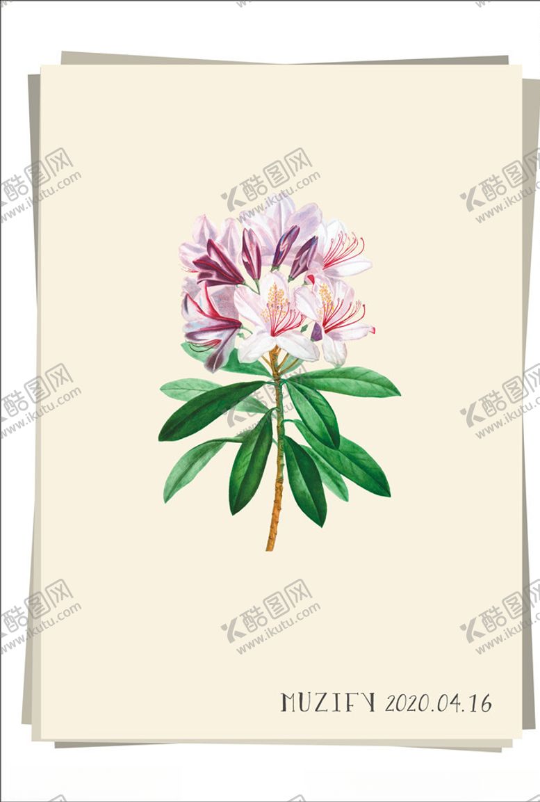 编号：96292807130144293971【酷图网】源文件下载-粉红杜鹃花植物图鉴