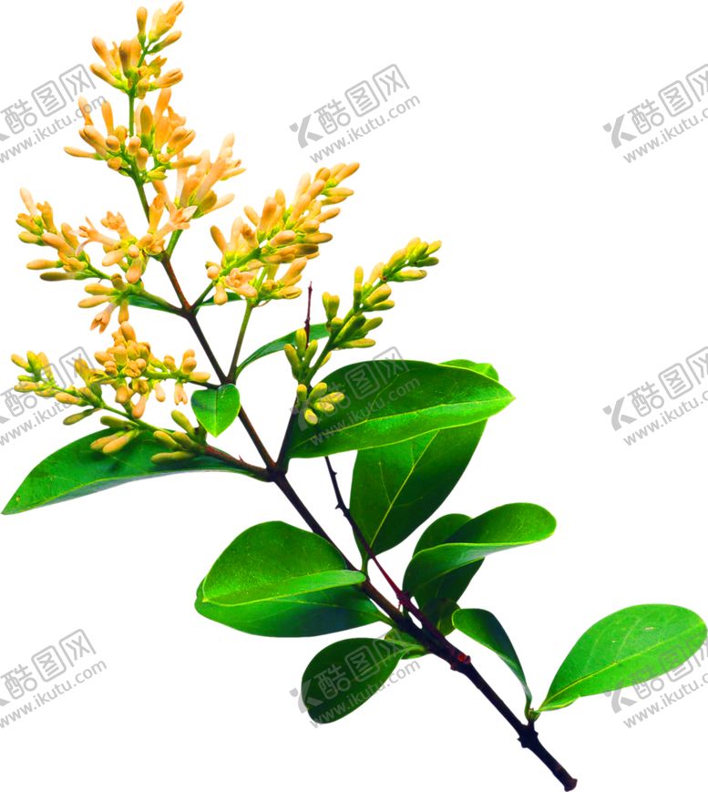 编号：95974505180349207518【酷图网】源文件下载-鲜花装饰