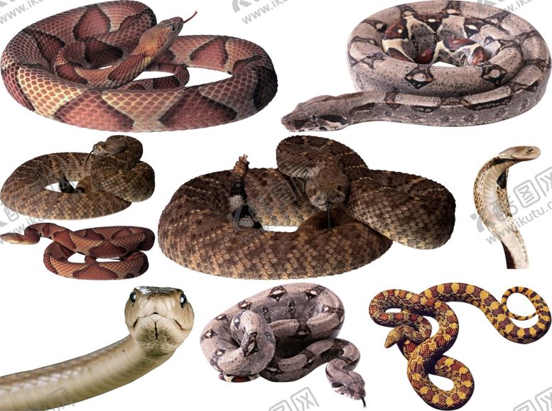 编号：71805309232013418512【酷图网】源文件下载-蛇png免扣高清素材