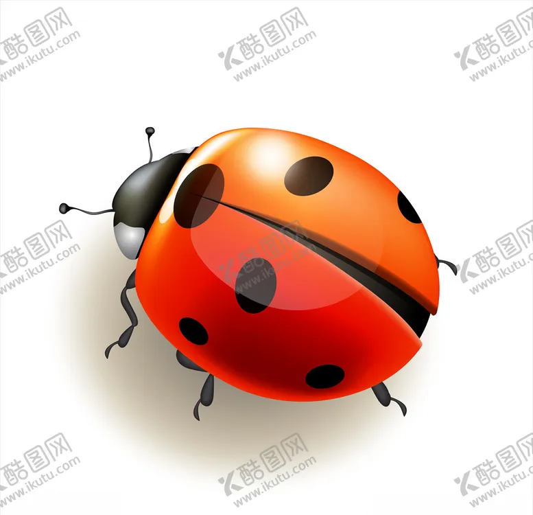 编号：86948907011359214526【酷图网】源文件下载-七星瓢虫