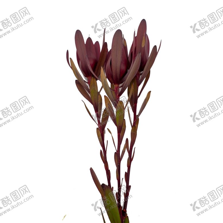 编号：41294307051002266738【酷图网】源文件下载-免抠背景干花枯花