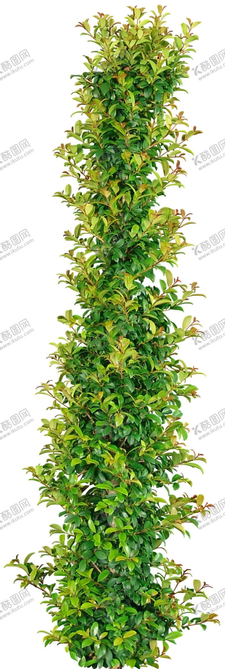 编号：59013911011609199162【酷图网】源文件下载-免扣叶类树木