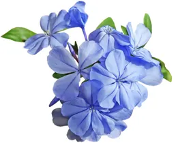 鲜花卉大全草卉素材观赏卉