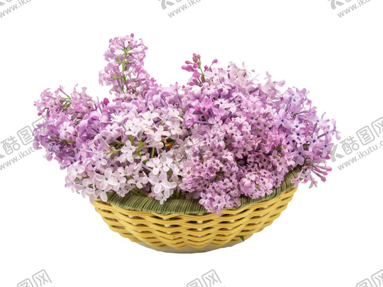 编号：16310202031238567218【酷图网】源文件下载-丁香花干花