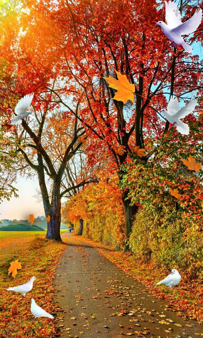 编号：48732509190528444267【酷图网】源文件下载-枫树玄关