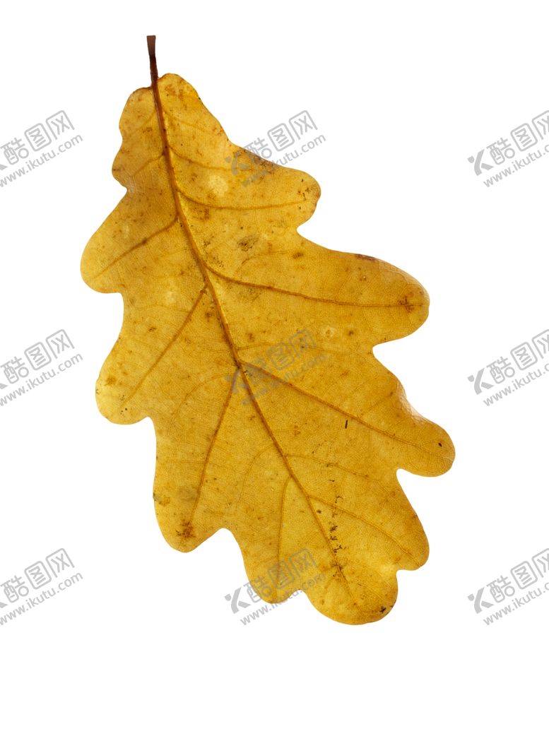 编号：36353307080021463911【酷图网】源文件下载-枫叶