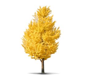 银杏素材元素金秋落叶秋天叶子植物