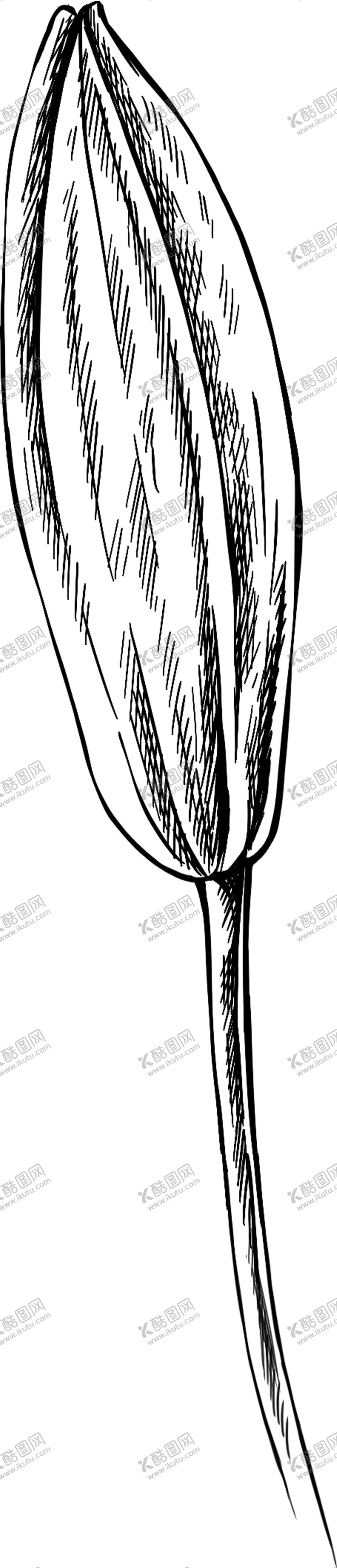 编号：45977006240649337954【酷图网】源文件下载-花苞素描