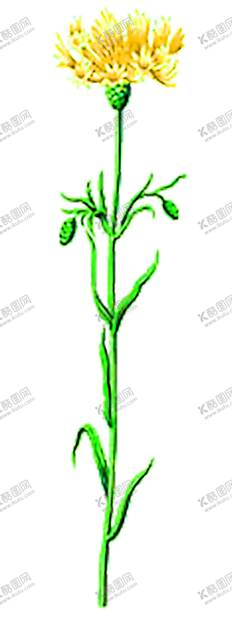编号：29885406171016039998【酷图网】源文件下载-花素材