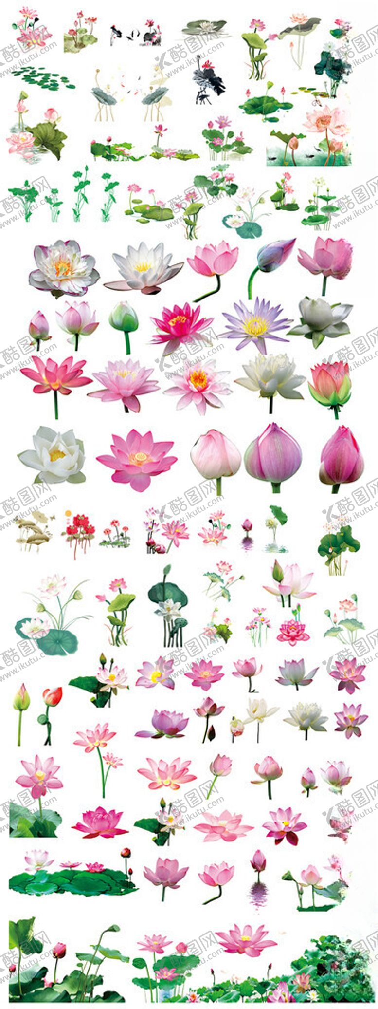 编号：75791104030819104572【酷图网】源文件下载-荷花图片
