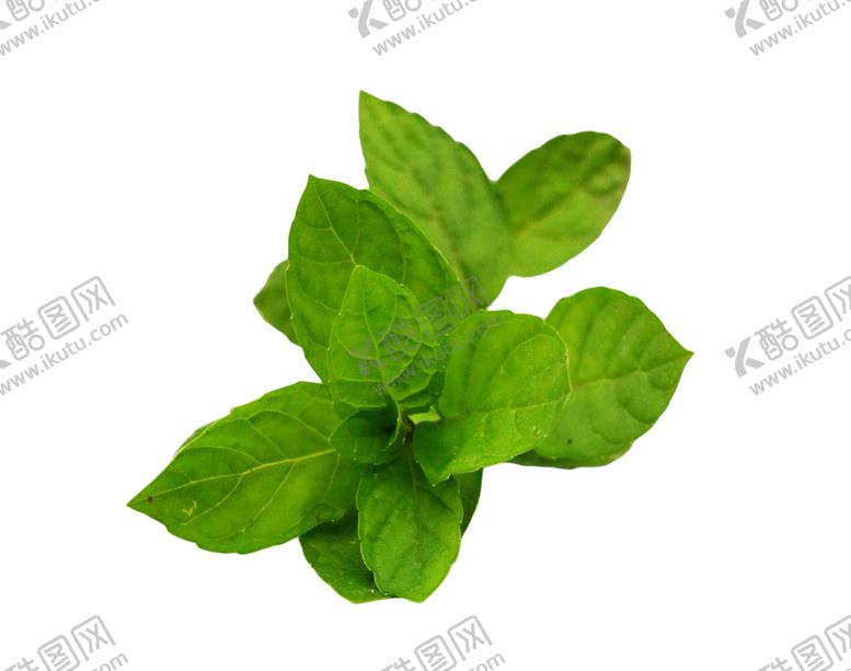 编号：25228710281728122165【酷图网】源文件下载-薄荷植物元素
