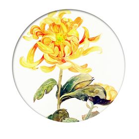 菊花素材