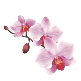 蝴蝶兰手绘花