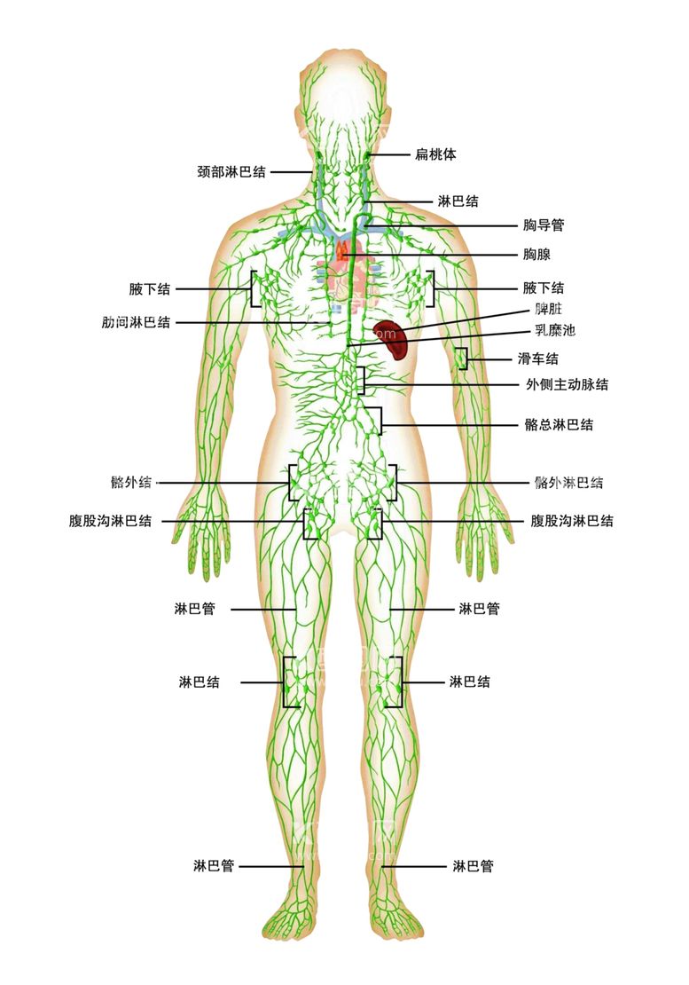 编号：44236002030049274681【酷图网】源文件下载-淋巴系统