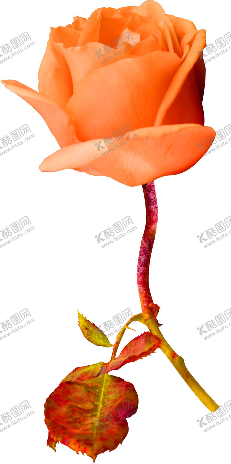 编号：81951705142252347446【酷图网】源文件下载-花素材