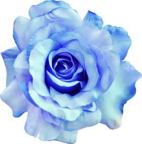 玫瑰花朵装饰
