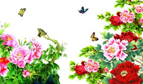 牡丹花花开富贵