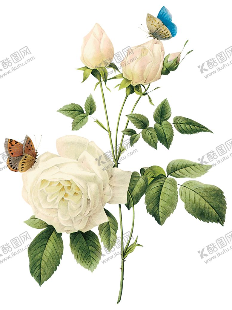 编号：50976109270631232614【酷图网】源文件下载-玫瑰