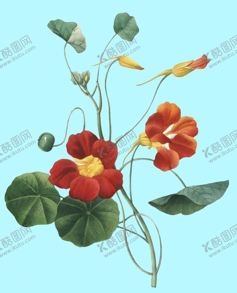 编号：69722407030923007443【酷图网】源文件下载-手绘花