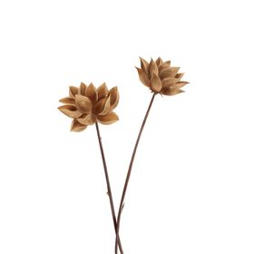 免抠背景干花枯花