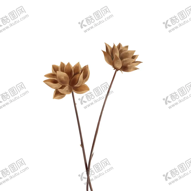 编号：34633707022309225090【酷图网】源文件下载-免抠背景干花枯花