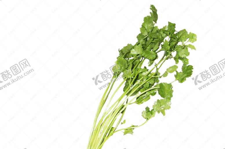 编号：89846608131629568418【酷图网】源文件下载-香菜