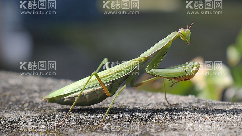 编号：75934609181123076528【酷图网】源文件下载-螳螂