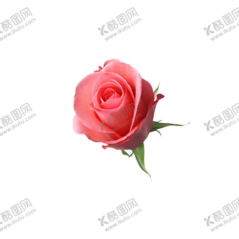 编号：76783809231306092224【酷图网】源文件下载-手绘植物花卉