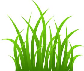 青草小草