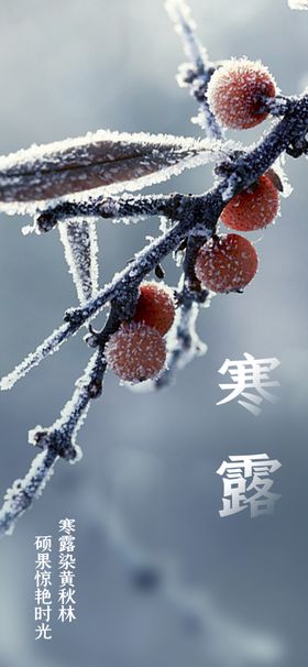 寒露白微信刷屏插画宣传