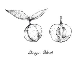 白描水果