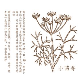 小茴香矢量