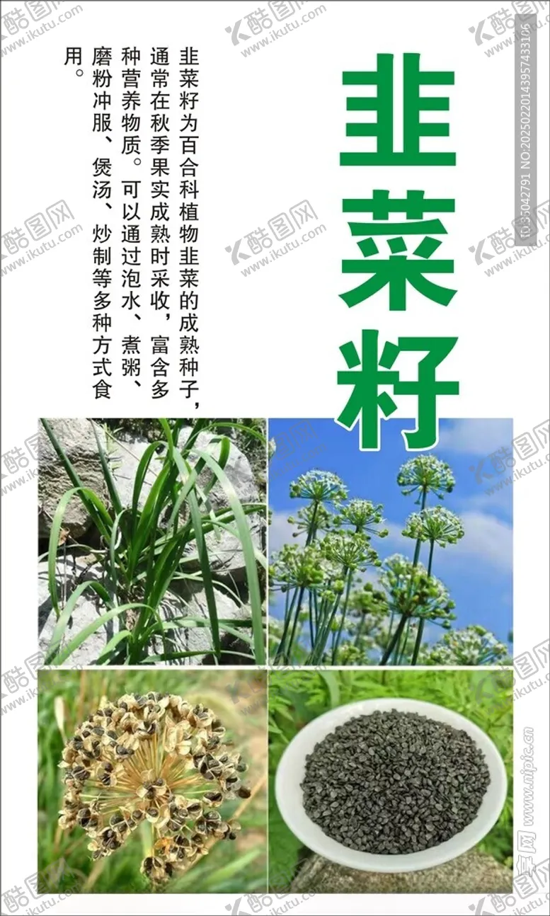 编号：54981303090349023126【酷图网】源文件下载-韭菜籽
