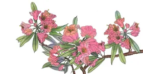 中国传统古风画素材工笔画花梅花