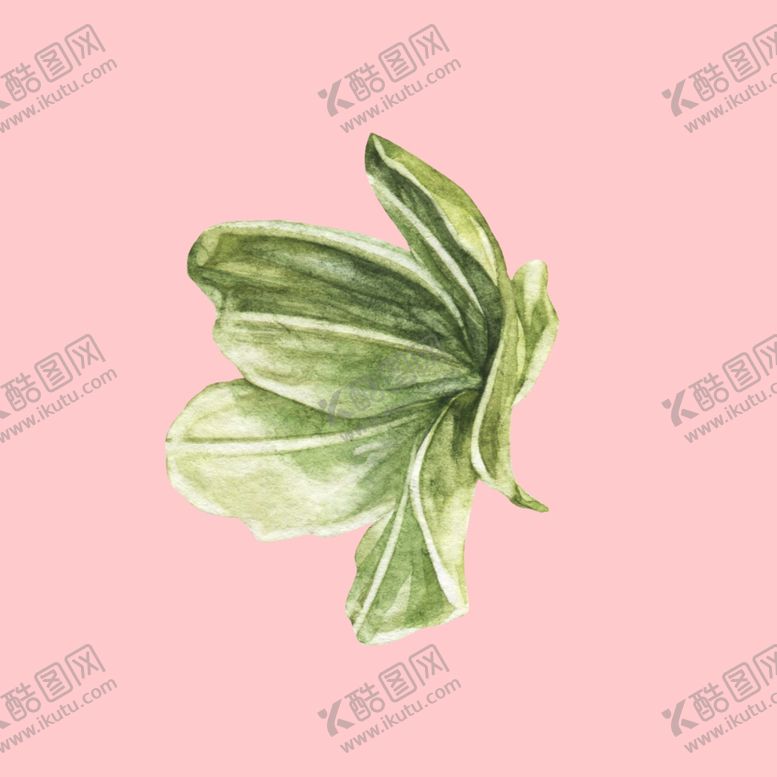 编号：67950609140325081311【酷图网】源文件下载-水彩植物