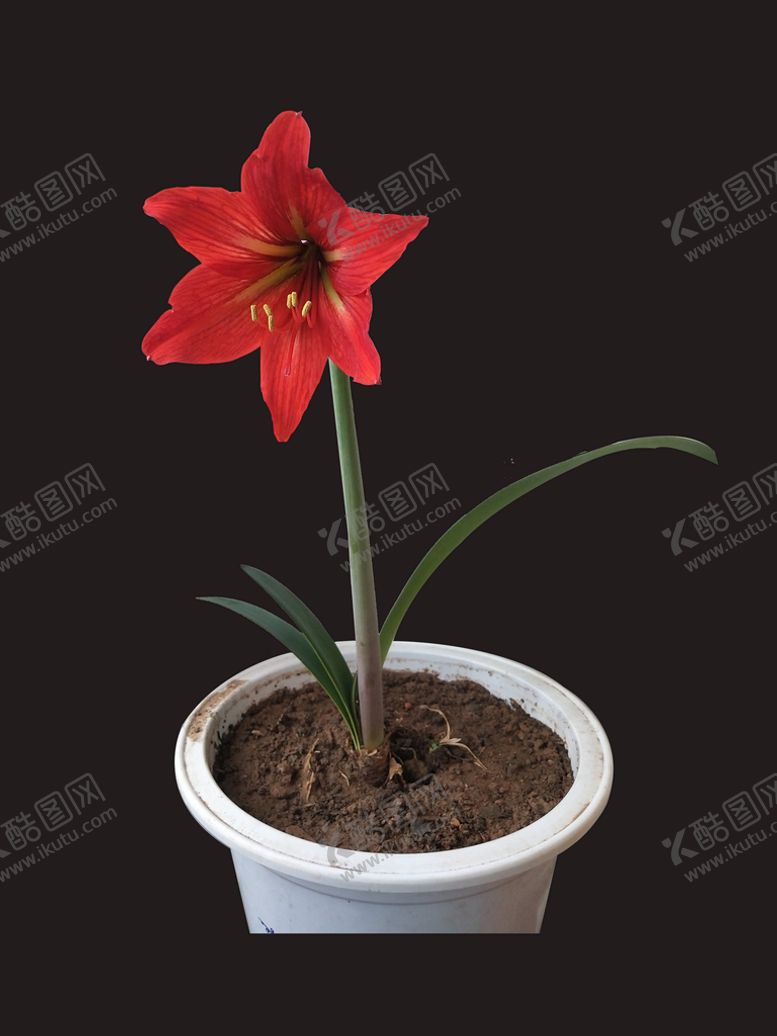 编号：13264009160934481297【酷图网】源文件下载-并蹄莲花