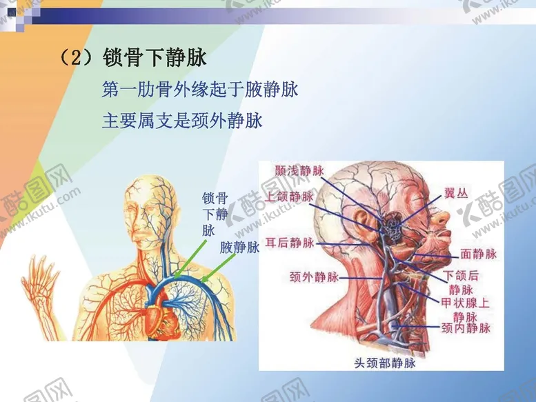 编号：98750501270420092308【酷图网】源文件下载-静脉 