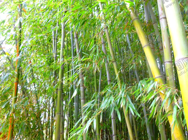 编号：87535709091628471725【酷图网】源文件下载-竹子