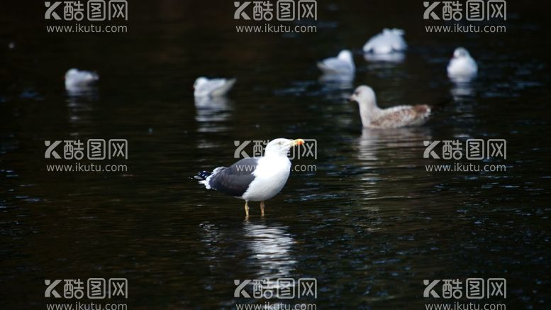 编号：56521111250912214782【酷图网】源文件下载-海鸥