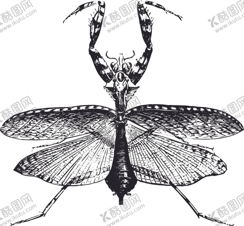 编号：62132210091037483625【酷图网】源文件下载-自然昆虫标本插画