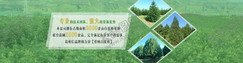 编号：63485007021013429549【酷图网】源文件下载-蓝田白皮松网站banner