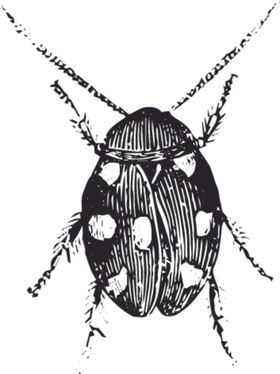 自然昆虫标本插画