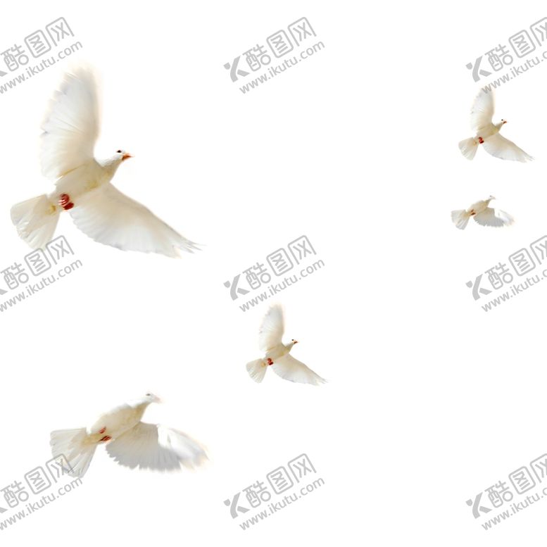 编号：89868406290224121341【酷图网】源文件下载-飞翔的鸽子