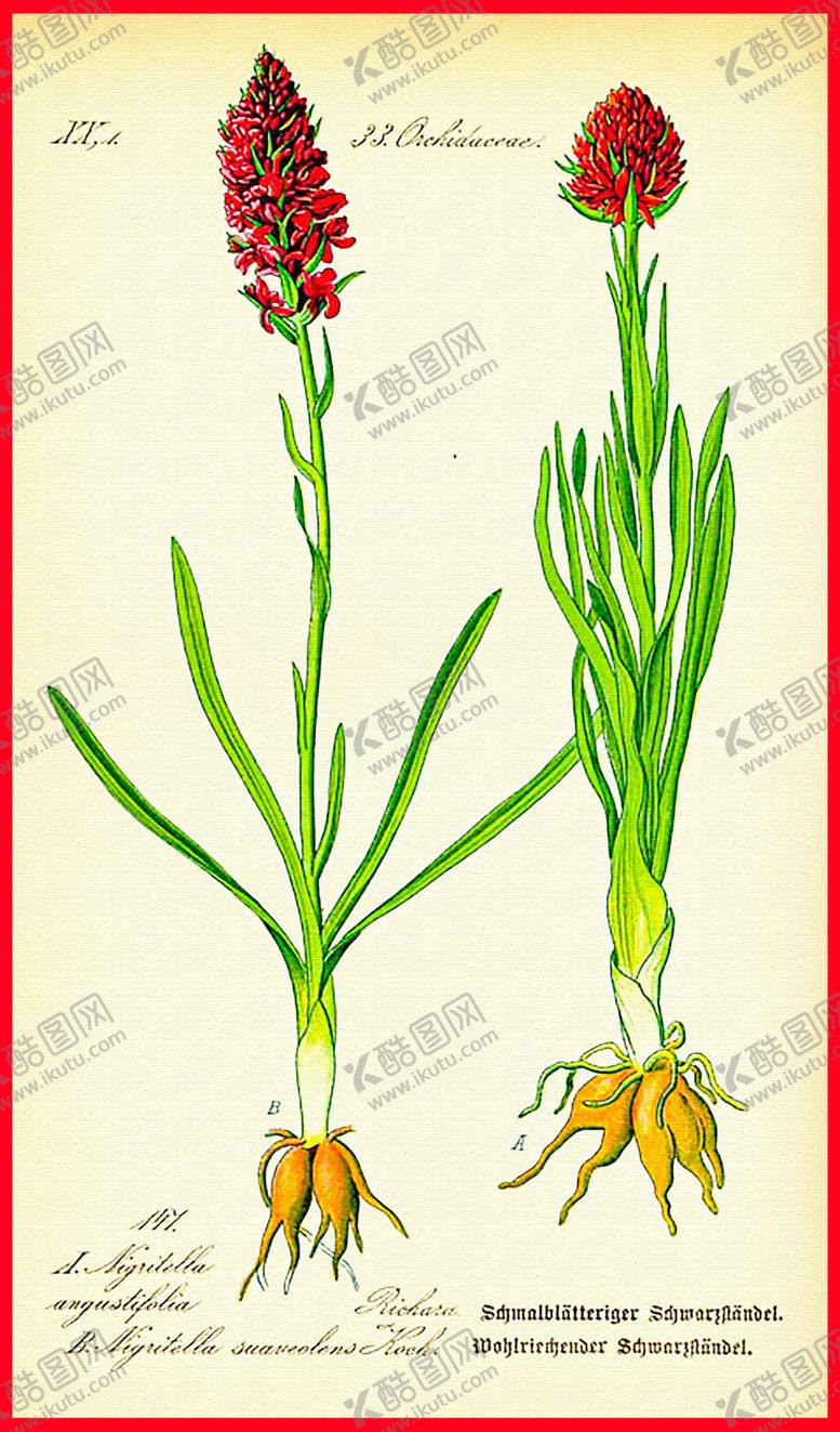 编号：57096404281801163022【酷图网】源文件下载-植物根茎叶
