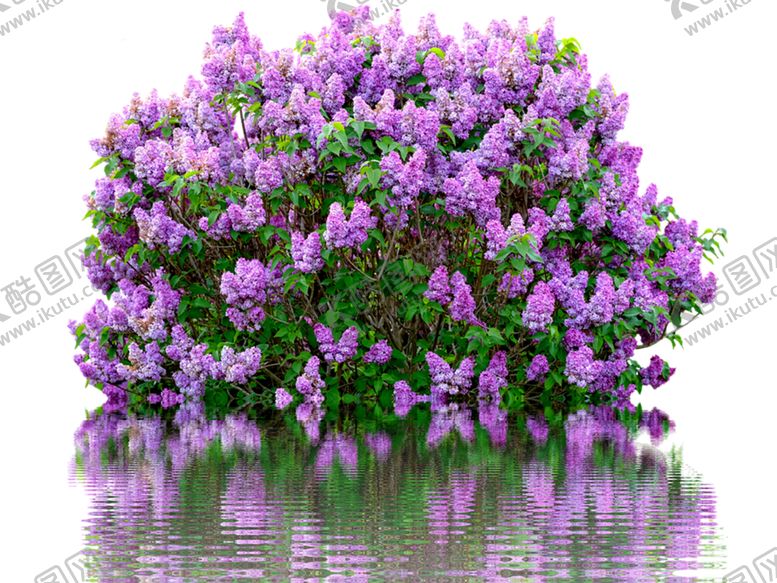 编号：86780110212006222294【酷图网】源文件下载-丁香花