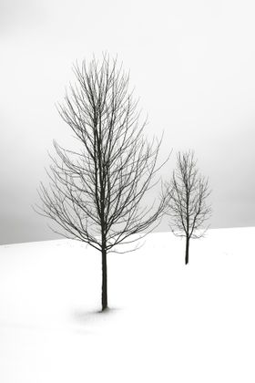 雪地风景画装饰画树