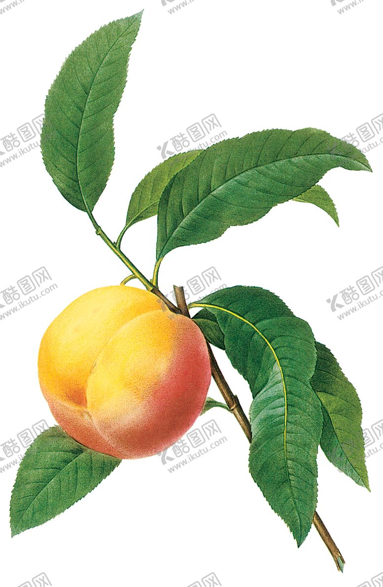 编号：77584709182229061768【酷图网】源文件下载-植物花卉油画装饰画