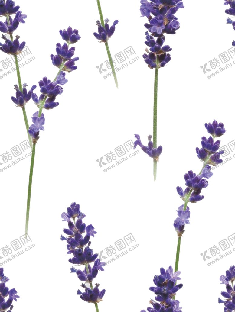 编号：95661507070602187953【酷图网】源文件下载-花卉